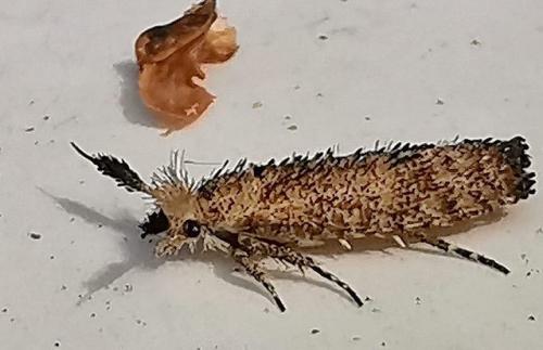Ochsenheimeria taurella